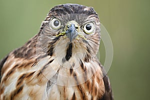 Close up, the sharp gaze of the eagle's eyes