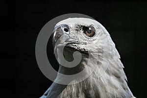 Close up, the sharp gaze of the eagle's eyes