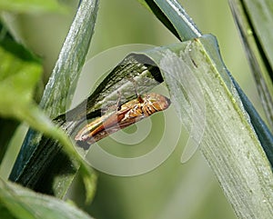 Close-up of a sharpshooter perched on a plant leaf