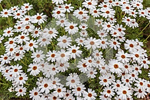 Close up of Shasta daisies. growing in a garden.