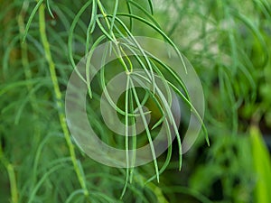 Close up of Shatavari plant