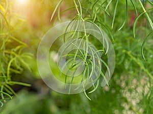 Close up of Shatavari plant