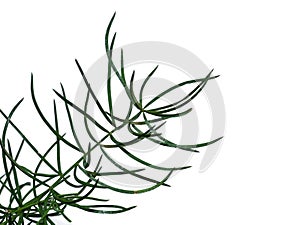 Close up of Shatavari plant on white background