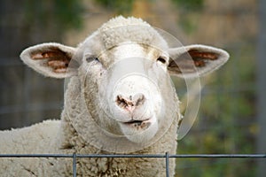 Close Up of a Sheep photo