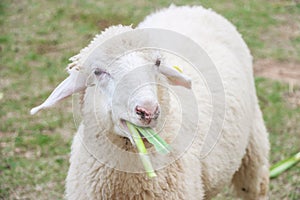 Close up of Sheep eating grass in a farm