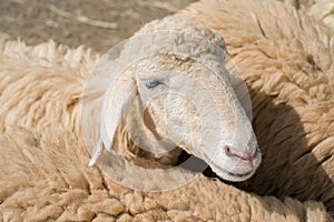 Close up of Sheep face