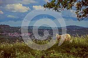 Close-up of sheep with fields and hills