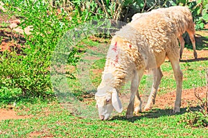 Close-up sheep grazing green grass on red basaltic soil in Phan Rang, Ninh Thuan, Vietnam