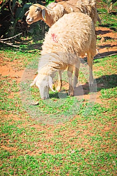 Close-up sheep grazing green grass on red basaltic soil in Phan Rang, Ninh Thuan, Vietnam