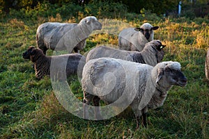 Close up of sheep grazing on a hillside in Switzerland