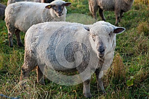 Close up of sheep grazing on a hillside in Switzerland