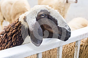 Close up sheep