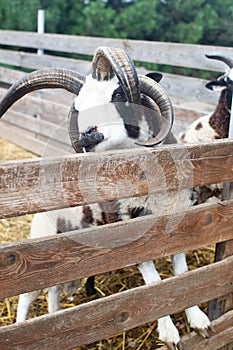 Close-up of sheep jacob, who looks into the frame and makes a baa sound at the end of the video. The sounds of other sheep are