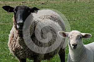 Close-up sheep and lamb in the countryside