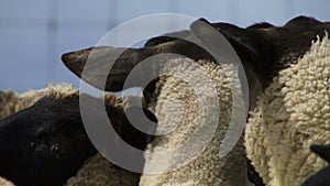 Close up of sheep in New Zealand eating