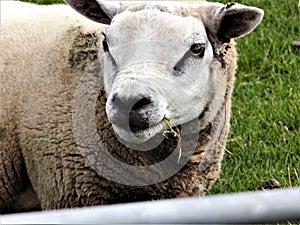 Close Up Sheep Portrait, Crookham Northumberland, England