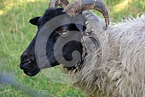 Close-up of a sheep\'s head on a background of green grass on a farm. The topic of domestic farm animals