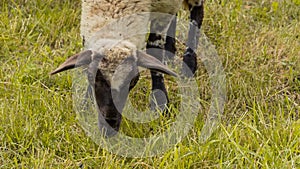 Close-up of a sheep`s head grazing in the garden