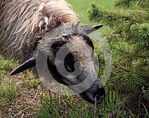 Close-up of a sheep`s head grazing in the grass