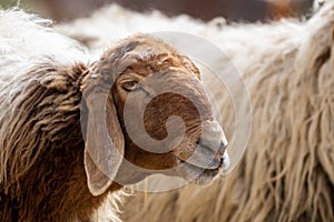 Close-up of a sheep`s head. Jordan