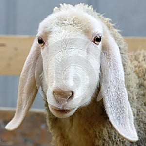 Close-up of a sheep`s head locked in the fence