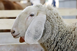 Close-up of a sheep`s head locked in the fence