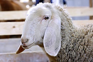 Close-up of a sheep`s head locked in the fence