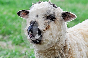 Close-up of sheep`s head looking at camera while grazing on pasture