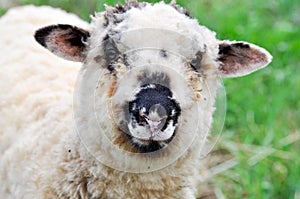 Close-up of sheep`s head looking at camera while grazing on pasture