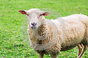 Close up of a sheep standing on a lawn