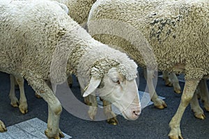 Close up of a sheep during the sheep transhumance festival passing through Madrid Spain photo