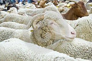 Close up of a sheep during the sheep transhumance festival passing through Madrid Spain photo