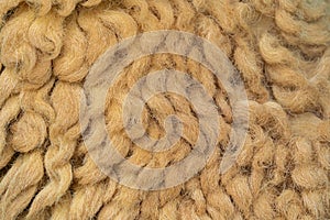 Close up of sheep wool brown skin pattern texture background of lamb, or sheep fleece in farm at zoo park in rural area. Wild