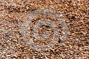 Close-up shell beach, separated sea in Satun province, Thailand