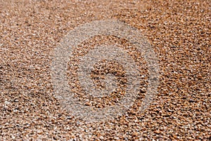 Close-up shell beach, separated sea in Satun province, Thailand