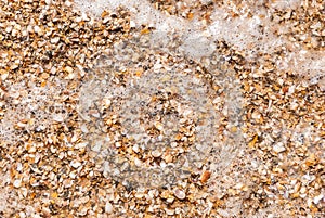 Close-up shell beach, separated sea in Satun province, Thailand