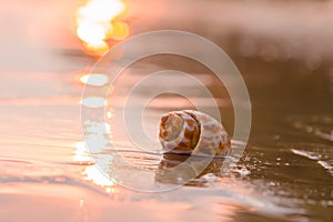 Close up shell on the beach with sunet time