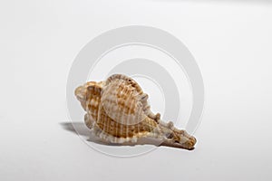 Close-up of a shell of Bolinus brandaris,