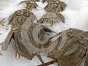 Close up Shell of Horseshoe Crab on Ice