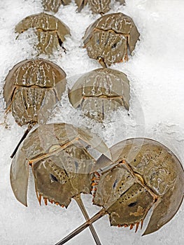 Close up Shell of Horseshoe Crab on Ice
