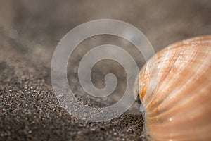 Close up of shell lying in sand