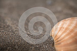 Close up of shell lying in sand