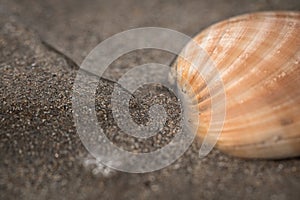 Close up of shell lying in sand