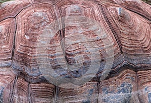 Close up of a shell pattern from a Giant Tortoise