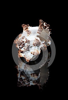 Close-up shell with reflection on black background.