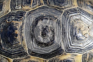 Turtleshell pattern