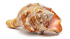 A close up of a shell on a white background (ai generated)