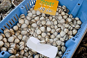 Close-up of shellfish in container at store