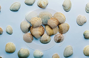 Close up of shells.