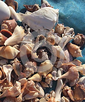 Close-up of Shells from Florida